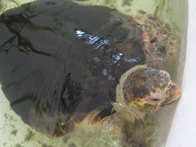 La prima tartaruga marina del 2009