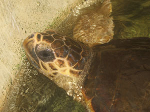 La tartaruga ritrovata nel Golfo di Cagliari