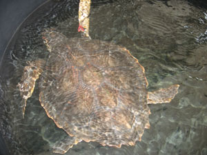 La tartaruga trovata nella Laguna di Sant′Antioco