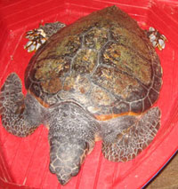 La tartaruga marina salvata a Portoscuso