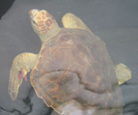 La tartaruga trovata nelle acque di Pula