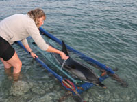 Silvia Crippa assiste il delfino