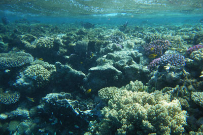 Berenice, lo snorkeling nella barriera corallina
