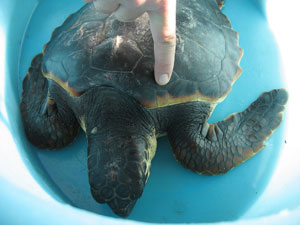 la piccola tartaruga trovata a Cala D'Ostia