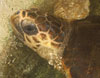 Una delle tartarughe liberate a Nora